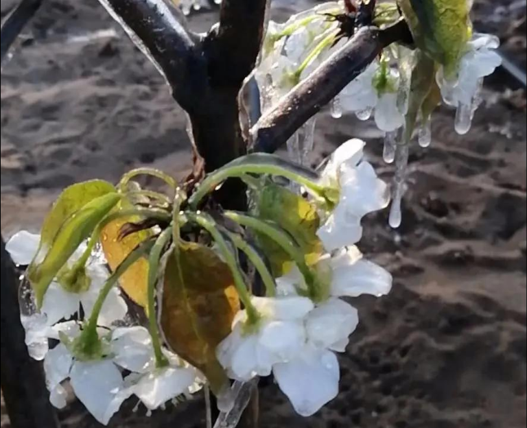 倒春寒后盡快施救，“喚醒”受凍作物生長